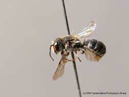 Image of Bee