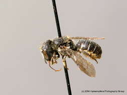 Image of Bee