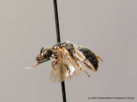 Lasioglossum convexiusculum (Schenck 1853)的圖片