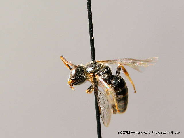 Lasioglossum tricinctum (Schenck 1874)的圖片