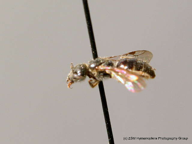 Lasioglossum semilucens (Alfken 1914)的圖片