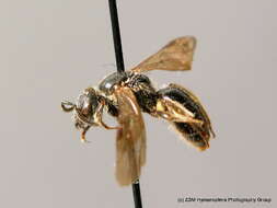 Lasioglossum sabulosum (Warncke 1986)的圖片