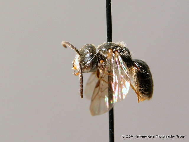 Lasioglossum sabulosum (Warncke 1986)的圖片