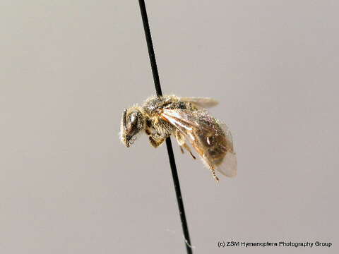 Image of Lasioglossum laticeps (Schenck 1870)