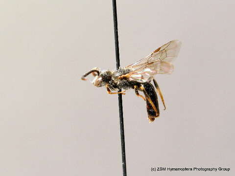 Lasioglossum fulvicorne (Kirby 1802) resmi