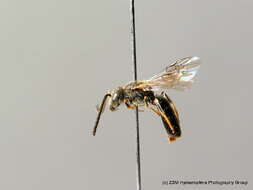 Lasioglossum fulvicorne (Kirby 1802) resmi