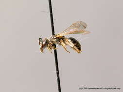 Lasioglossum minutulum (Schenck 1853) resmi