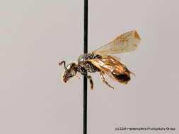 Lasioglossum minutulum (Schenck 1853) resmi