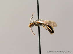 Lasioglossum minutulum (Schenck 1853) resmi