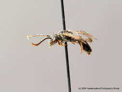 Lasioglossum minutulum (Schenck 1853) resmi