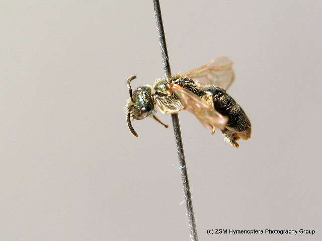 Lasioglossum cupromicans (Pérez 1903)的圖片