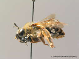 Image of Eucera longicornis (Linnaeus 1758)