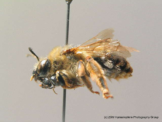 Image of Eucera longicornis (Linnaeus 1758)