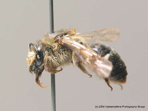 Lasioglossum albocinctum (Lucas 1849)的圖片