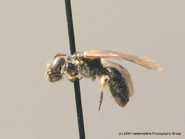 Lasioglossum parvulum (Schenck 1853)的圖片