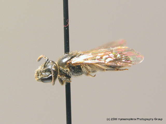 Lasioglossum parvulum (Schenck 1853)的圖片