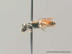 Lasioglossum sphecodimorphum (Vachal 1892)的圖片