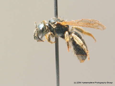 Halictus gavarnicus Pérez 1903的圖片