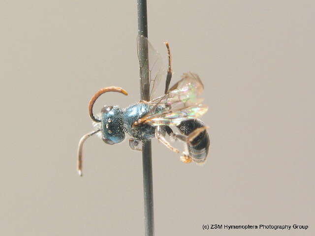 Lasioglossum lissonotum (Noskiewicz 1926)的圖片