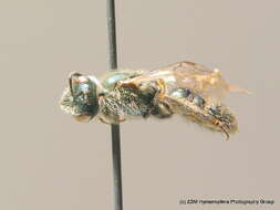 صورة Lasioglossum virens (Erichson 1835)