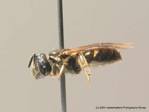 صورة Lasioglossum interruptum (Panzer 1798)