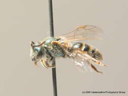 صورة Lasioglossum virens (Erichson 1835)