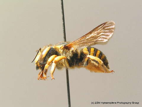 Image of Anthidium florentinum (Fabricius 1775)