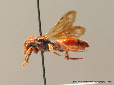 Image de Nomada stigma Fabricius 1804