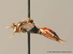 Image of Nomada facilis Schwarz 1967