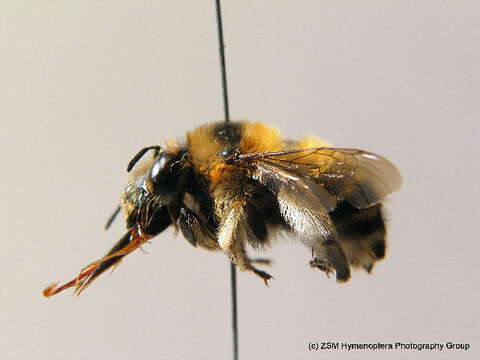 Image of Anthophora aestivalis (Panzer 1801)