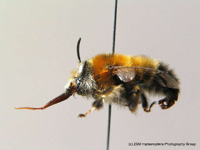 Image of Anthophora aestivalis (Panzer 1801)