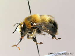 Image of Anthophora aestivalis (Panzer 1801)