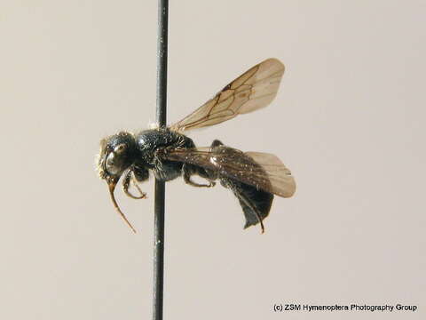 Image of Chelostoma distinctum (Stoeckhert 1929)