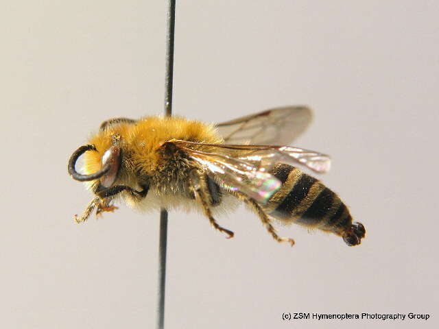 Image of Colletes hederae Schmidt & Westrich 1993