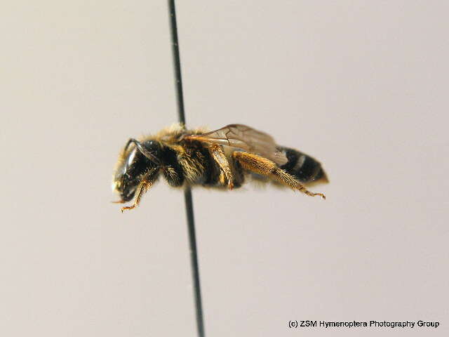 Image of Halictus maculatus Smith 1848