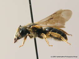 Image of Halictus maculatus Smith 1848