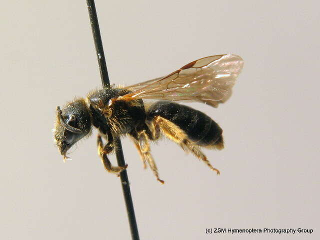 Image of Halictus maculatus Smith 1848