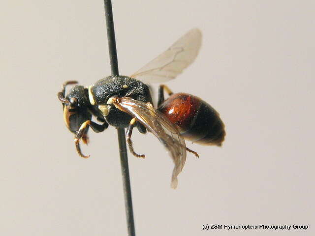 Image of Bee