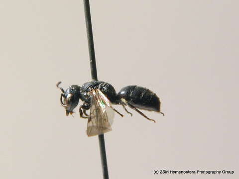 Image of Hylaeus brevicornis Nylander 1852