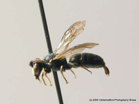 Image of Hylaeus brevicornis Nylander 1852