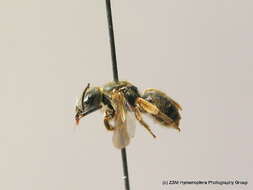 Image of Halictus tumulorum (Linnaeus 1758)