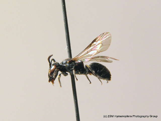 Image of Hylaeus communis Nylander 1852