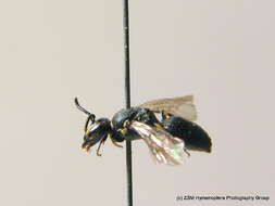 Image of Hylaeus communis Nylander 1852