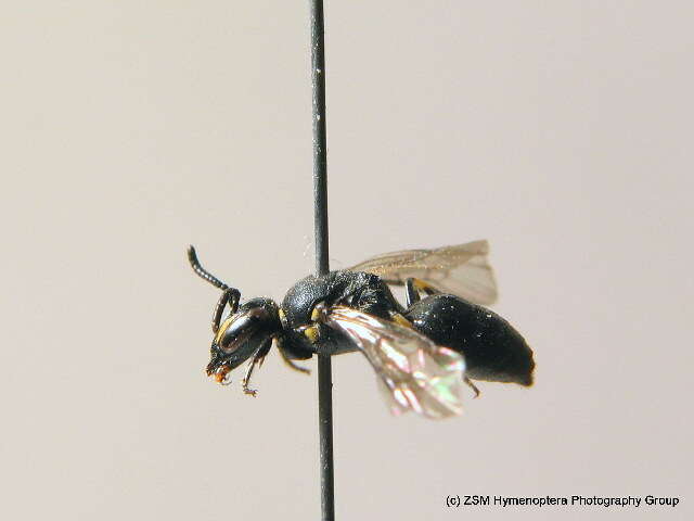 Image of Hylaeus communis Nylander 1852