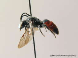 Image of Spined Blood Bee