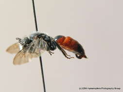 Image of Spined Blood Bee