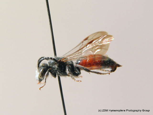 Sphecodes spinulosus Hagens 1875的圖片