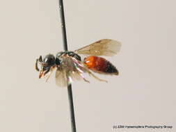 Sphecodes miniatus Hagens 1882 resmi