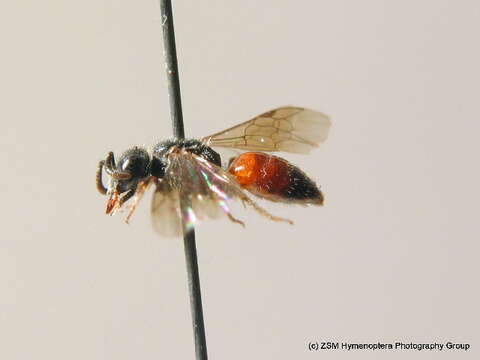 Sphecodes miniatus Hagens 1882 resmi