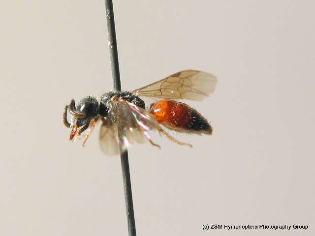 Image of Sphecodes miniatus Hagens 1882